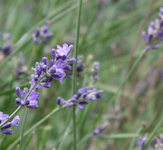 lavendel-essentiele-olie