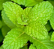 peppermint